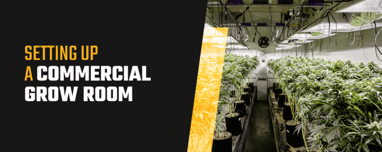 Best Watering Style for a Commercial Cannabis Grow Operation