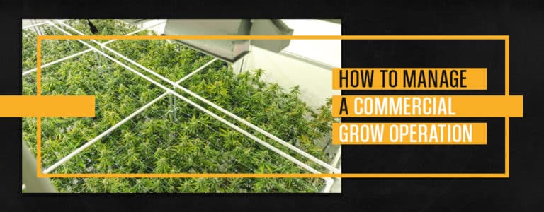 How to Manage a Commercial Grow Operation