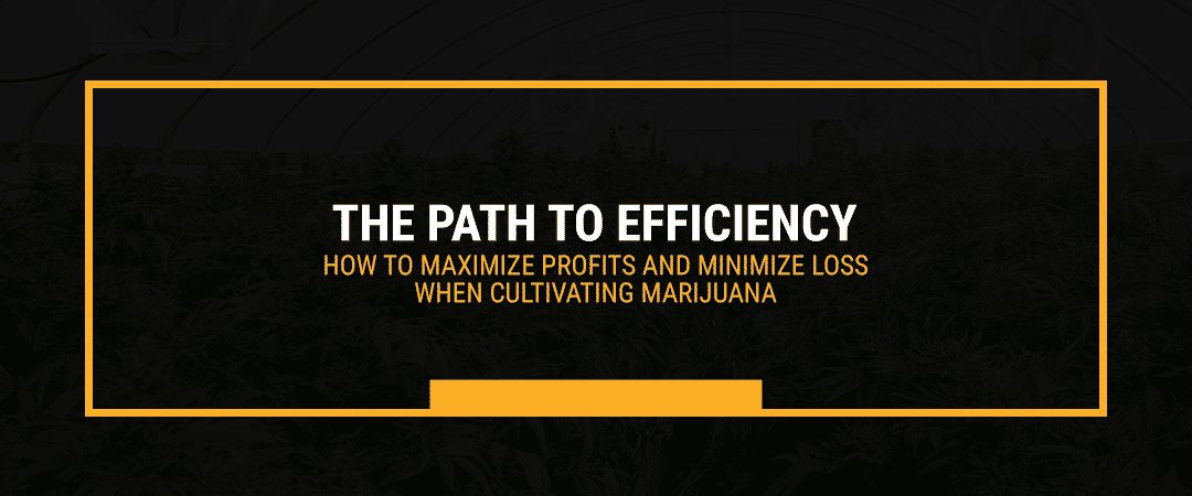 The Path to Efficiency — How to Maximize Profits and Minimize Loss When Cultivating Marijuana